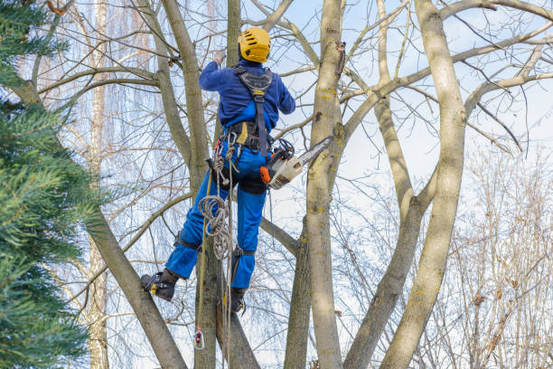 How Our Tree Care Process Works  in  Star Valley, AZ